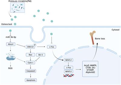 Frontiers | Extracellular vesicles derived from host and gut 